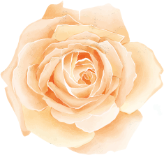 grafica rosa